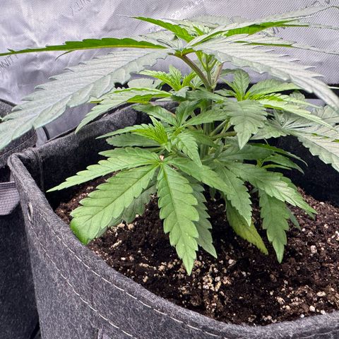 Acapulco Gold growlog timeline photo