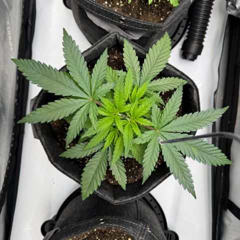 Acapulco Gold growlog timeline photo