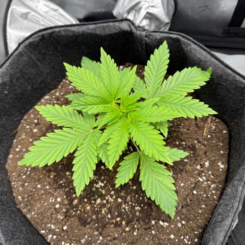 OG13 growlog timeline photo