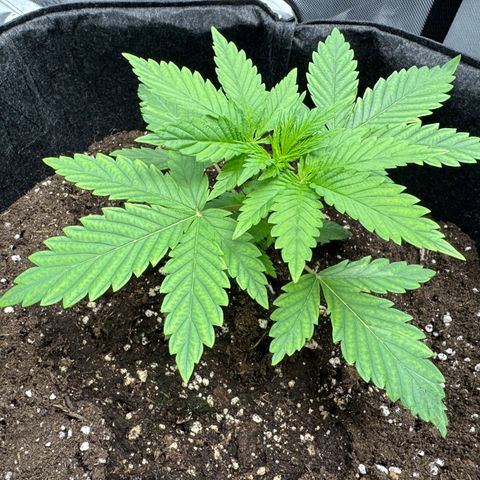 OG13 growlog timeline photo
