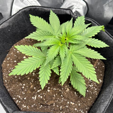 OG13 growlog timeline photo