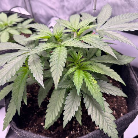 Acapulco Gold growlog timeline photo