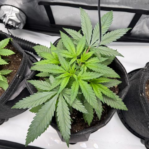 Acapulco Gold growlog timeline photo