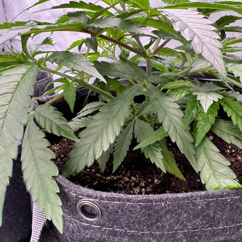 Acapulco Gold growlog timeline photo