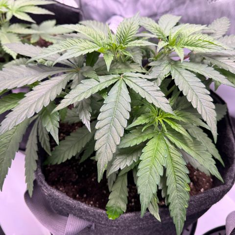 Acapulco Gold growlog timeline photo