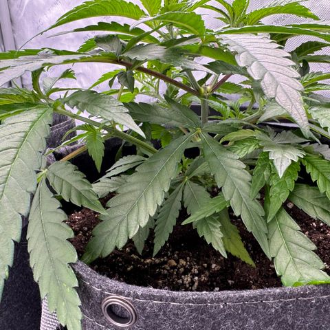 Acapulco Gold growlog timeline photo