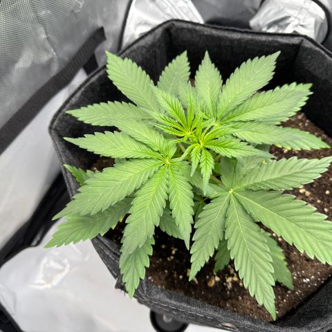 OG13 growlog timeline photo