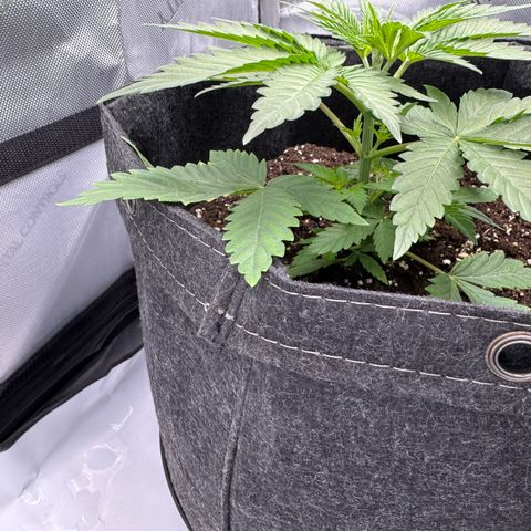 OG13 growlog timeline photo