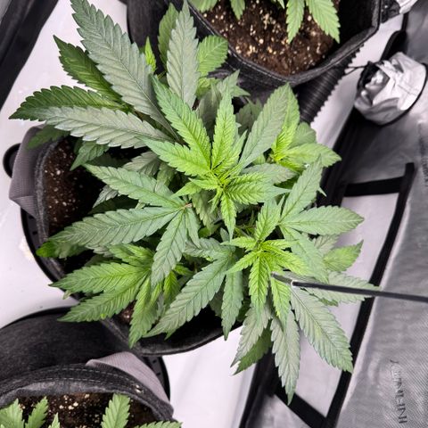 Acapulco Gold growlog timeline photo