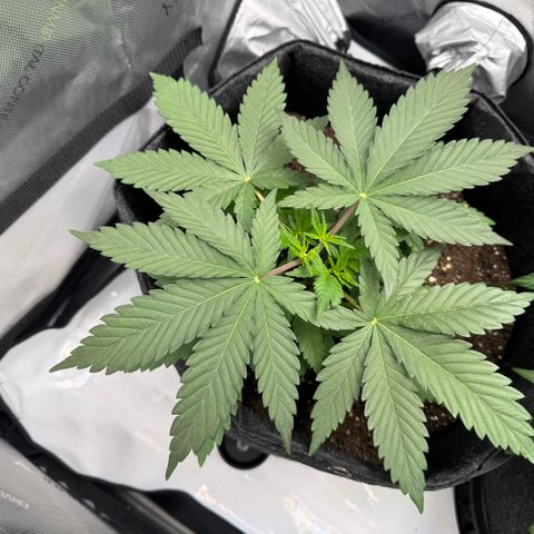 OG13 growlog timeline photo