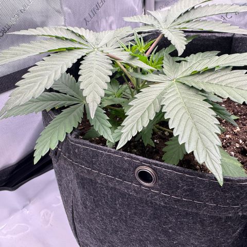 OG13 growlog timeline photo