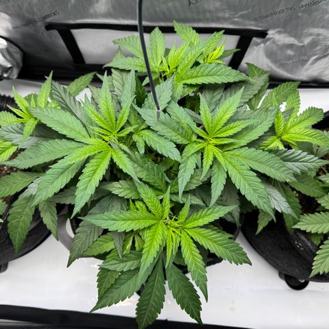 Acapulco Gold growlog timeline photo