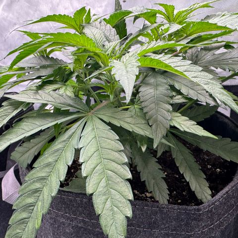 Acapulco Gold growlog timeline photo