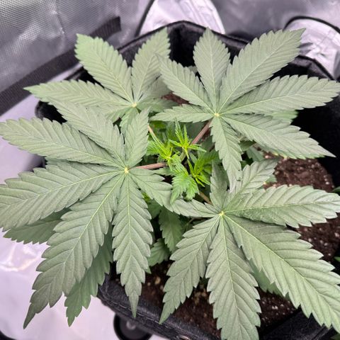 OG13 growlog timeline photo