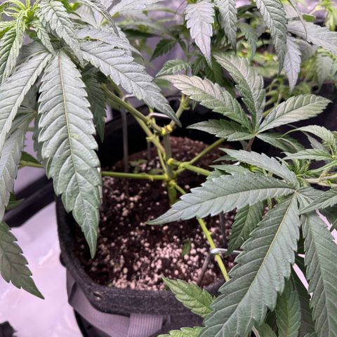 Acapulco Gold growlog timeline photo