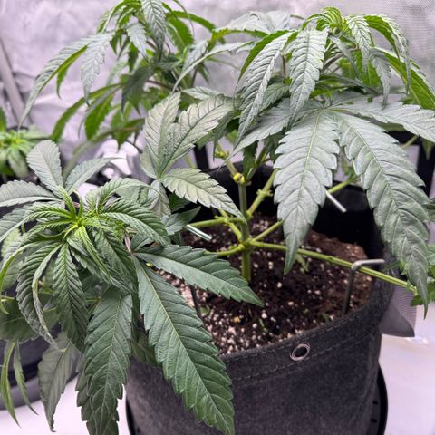 Acapulco Gold growlog timeline photo