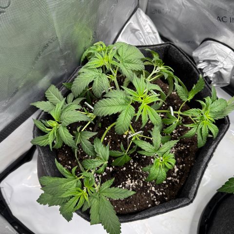 OG13 growlog timeline photo