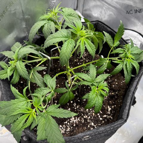 OG13 growlog timeline photo