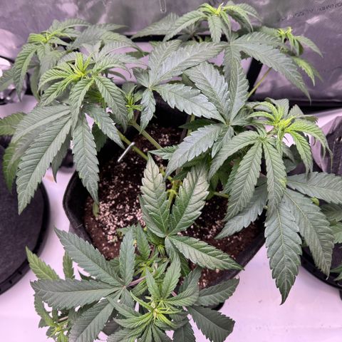 Acapulco Gold growlog timeline photo