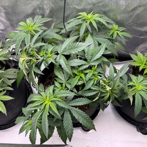 Acapulco Gold growlog timeline photo