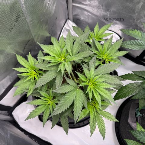 OG13 growlog timeline photo