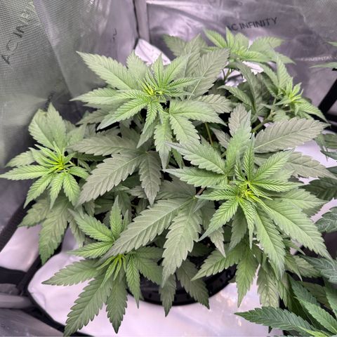 OG13 growlog timeline photo
