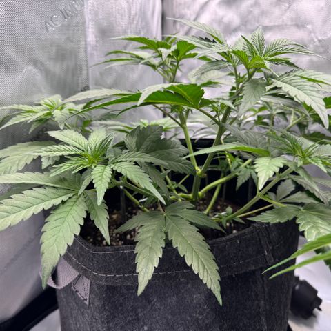 OG13 growlog timeline photo