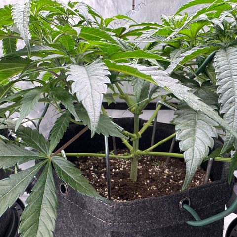 Acapulco Gold growlog timeline photo
