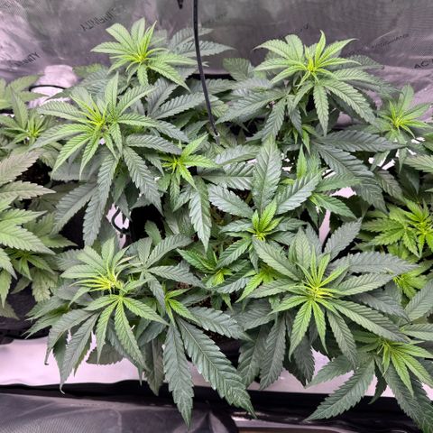 Acapulco Gold growlog timeline photo