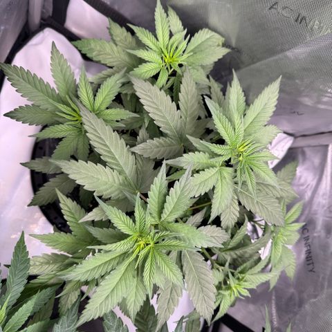 OG13 growlog timeline photo
