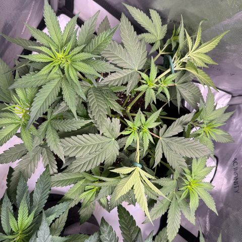 OG13 growlog timeline photo
