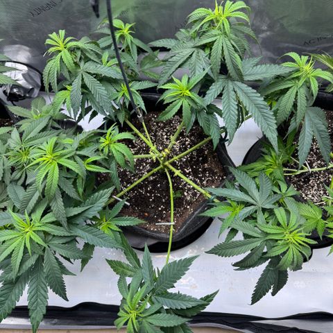Acapulco Gold growlog timeline photo