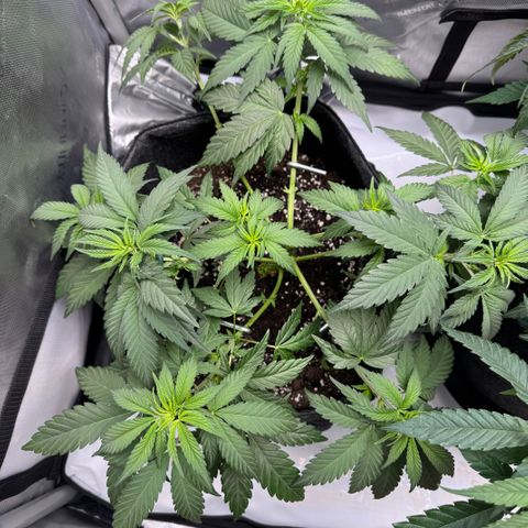 OG13 growlog timeline photo
