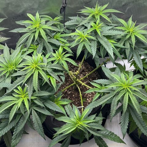 Acapulco Gold growlog timeline photo