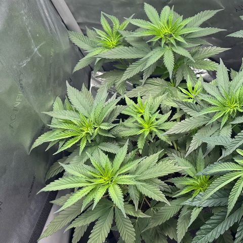 OG13 growlog timeline photo