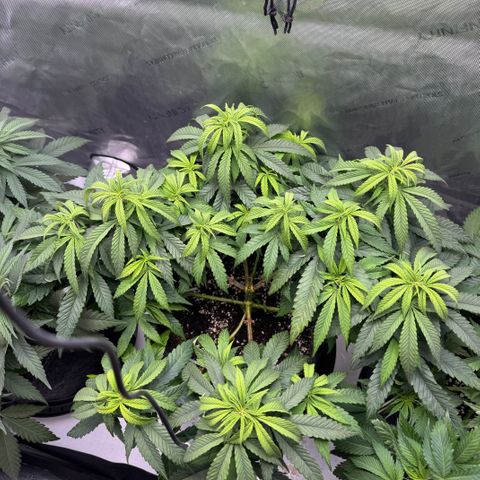 Acapulco Gold growlog timeline photo