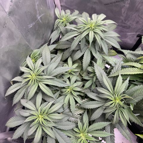 OG13 growlog timeline photo