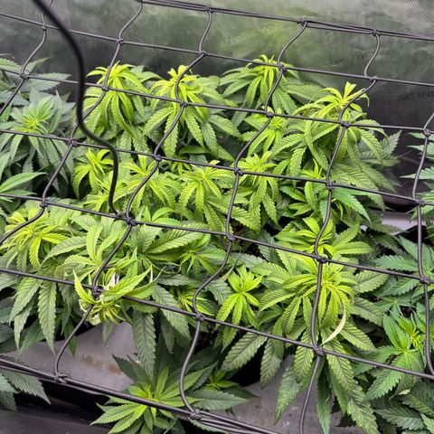 Acapulco Gold growlog timeline photo