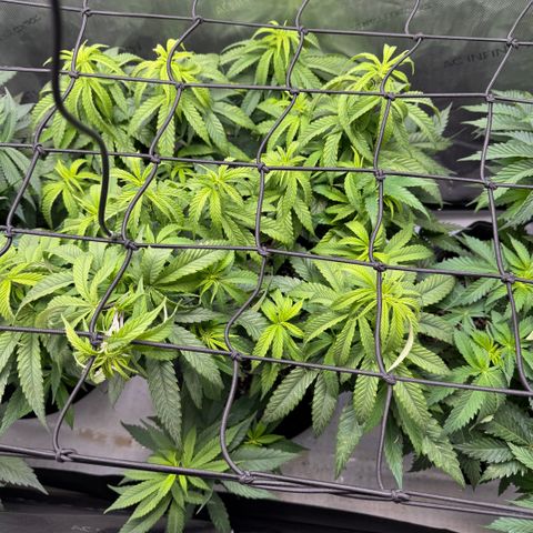 Acapulco Gold growlog timeline photo
