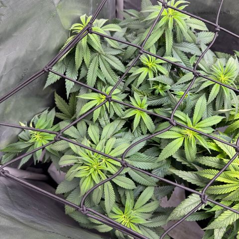 OG13 growlog timeline photo