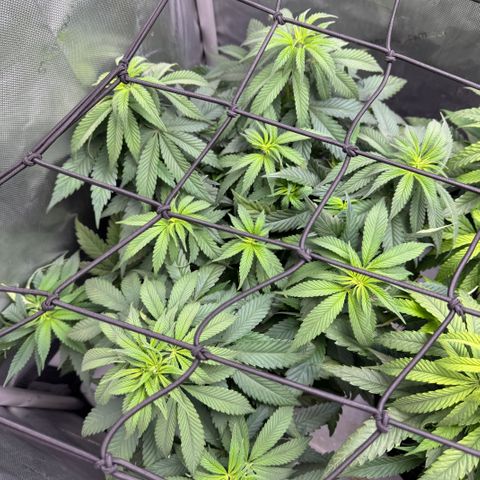 OG13 growlog timeline photo