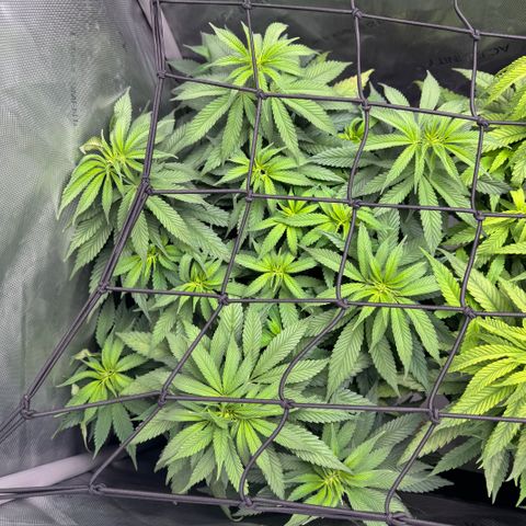 OG13 growlog timeline photo