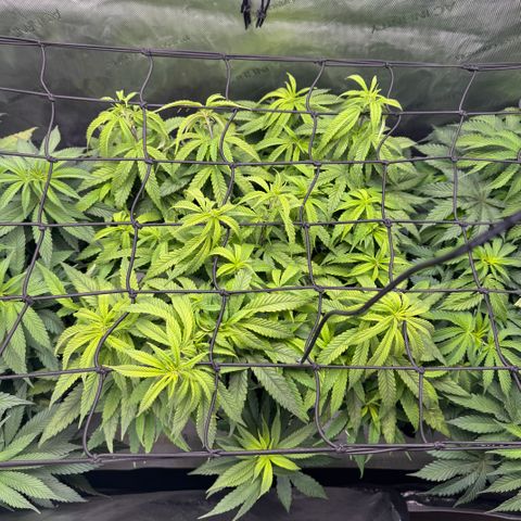 Acapulco Gold growlog timeline photo