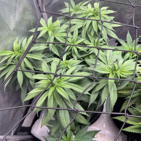 OG13 growlog timeline photo