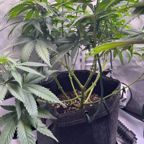OG13 growlog timeline photo