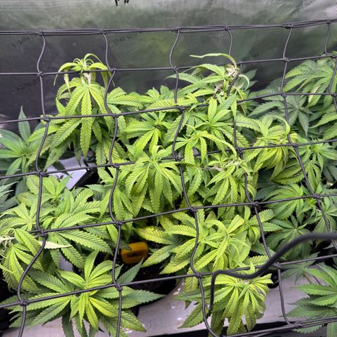 Acapulco Gold growlog timeline photo