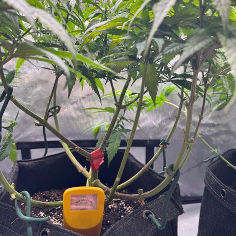 Acapulco Gold growlog timeline photo
