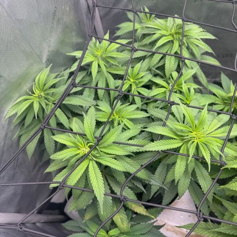 OG13 growlog timeline photo