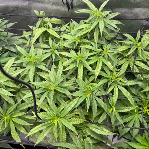 Acapulco Gold growlog timeline photo