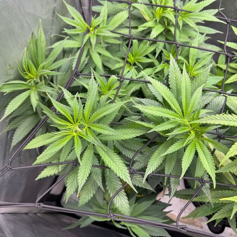 OG13 growlog timeline photo